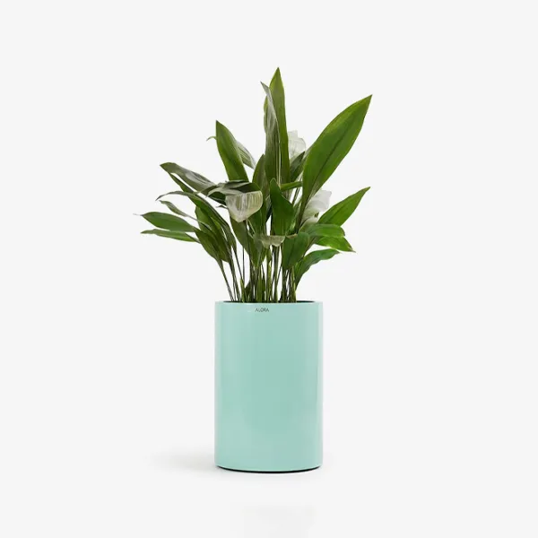 گلدان استوانه | Cylindrical Vase